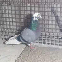 فروش کبوتر های تک پر