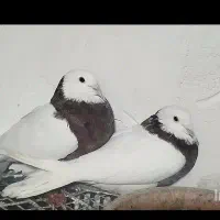 طوقی نرو ماده|پرنده|کبودرآهنگ, |دیوار