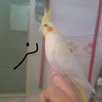 عروس هلندی زعفرانی فنچ طوطی برزیلی سهره مرغ عشق