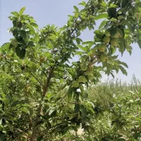 باغ قره چمن