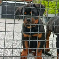 روتوایلر نر چهارماهه و دوعدد یکسالونیم|سگ|آکند, |دیوار