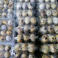 تخم بلدرچین 12 عددی