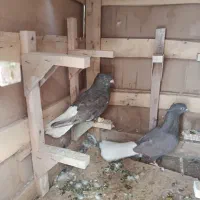 کفتر|پرنده|شیراز, نارنجستان|دیوار