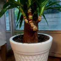 درخت یوکا|گل و گیاه طبیعی|اصفهان, جویباره|دیوار