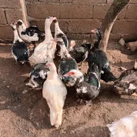 اردک|حیوانات مزرعه|لیسار, |دیوار