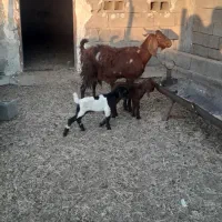 فروش یک عدد بز دوقلو زا|حیوانات مزرعه|هندیجان, |دیوار