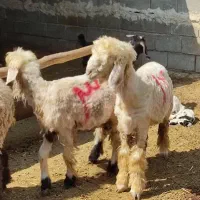 بره وزن 30 کیلو موجوده|حیوانات مزرعه|مرودشت, پشت سایپا‎|دیوار