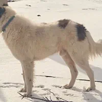 سگ قدرجانی|سگ|زند, |دیوار