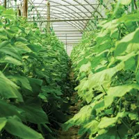 فروش گلخانه در مرند|فروش دفتر صنعتی، کشاورزی، تجاری|یامچی, |دیوار