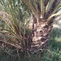 دمیت گنتار مروکو