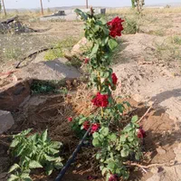 فروش زمین ۲۵۰متری مناسب باغ وباغچه مزرعه نو|فروش زمین و ملک کلنگی|قم, شهرک مهدیه (مدرس)|دیوار
