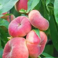 درختان شلیل مغان و شلیل انجیری|حراج|ساری, |دیوار