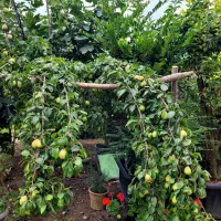 فروش میوه گلابی
