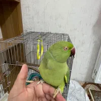 طوطی ملنگو سخنگو / فروش فوری