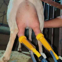 فروش فوری تعداد محدود بز سانن پرتولید