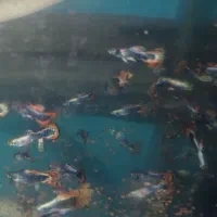 فروش گوپی|ماهی|آستانه اشرفیه, |دیوار