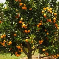 هرس تخصصی درختان مرکبات