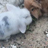 خرگوش لوپ|موش و خرگوش|قروه, |دیوار