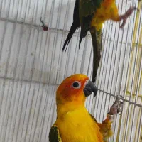 جفت خورشیدی|پرنده|ساری, |دیوار