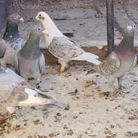 ۵ عدد طاوسیی نامبروان|پرنده|مشهد, شهرک بهارستان|دیوار