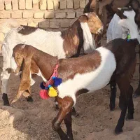 3راس بزغاله ماده گوش بلند|حیوانات مزرعه|ملکآباد, |دیوار