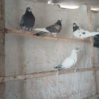 حدود 25تا کفتر عالی|پرنده|گرمسار, |دیوار