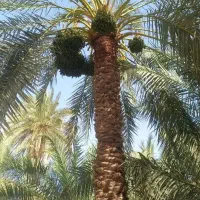 اجاره کردن باغ انسبایی یا ریشه‌ای