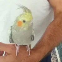 عروس  هلندی  گلباقالی