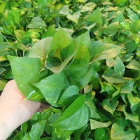 گل پتوس سبز و ابلق با قیمت فقط و فقط ۴۰ هزار تومن|گل و گیاه طبیعی|رشت, حمیدیان|دیوار