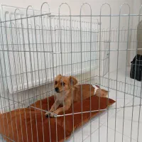 پامر اشپیتز