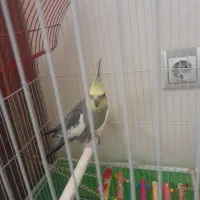 عروس هلندی|پرنده|تبریز, |دیوار