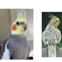 عروس هلندی گم شده