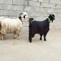 2 راس تیر بز گله داری اصل