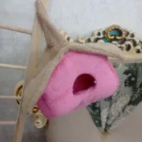 کوتوله برزیلی بسیار بازیگوش|پرنده|تبریز, |دیوار