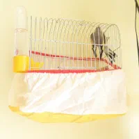 قناری فروشی|پرنده|فردوس (خراسان), |دیوار