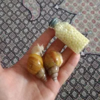 حلزون