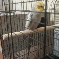 عروس هلندی نر و ماده