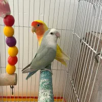 طوطی کتوله برزیلی