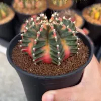 بذر انواع کاکتوس نفیس تایلند