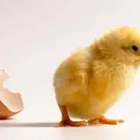 جوجه مرغ