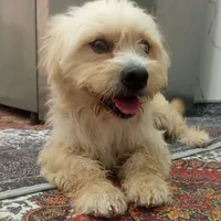 سگ نر