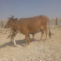 گاو دورگ پاکستانی با شیر پر چرب اروم نجیب