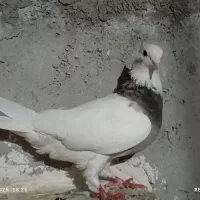 کبوتر طوقی|پرنده|چرداول, |دیوار