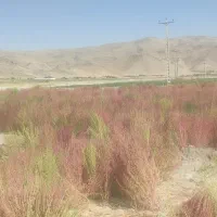 فروش جارو محلی