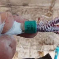 سلام نروماده سار شکلاتی|پرنده|بیرجند, |دیوار