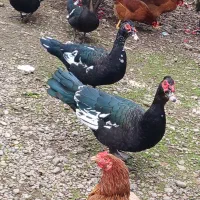 اردک اسرائیلی نر|حیوانات مزرعه|سنگر, |دیوار