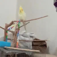 لوتینو نر دوساله|پرنده|فردیس, شهرک ناز|دیوار