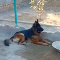سگ ژرمن اصل اصل نر ۱۶ماه