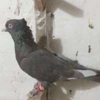 سرکه ای نر|پرنده|قزوین, |دیوار