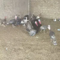 بوقلمون. غاز   قوغاز.|حیوانات مزرعه|تربت جام, کشتارگاه|دیوار